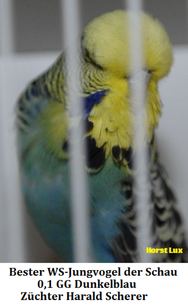 15.Jungvogel 001.png